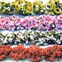 HO ASSORTED BORDER FLOWER ROWS